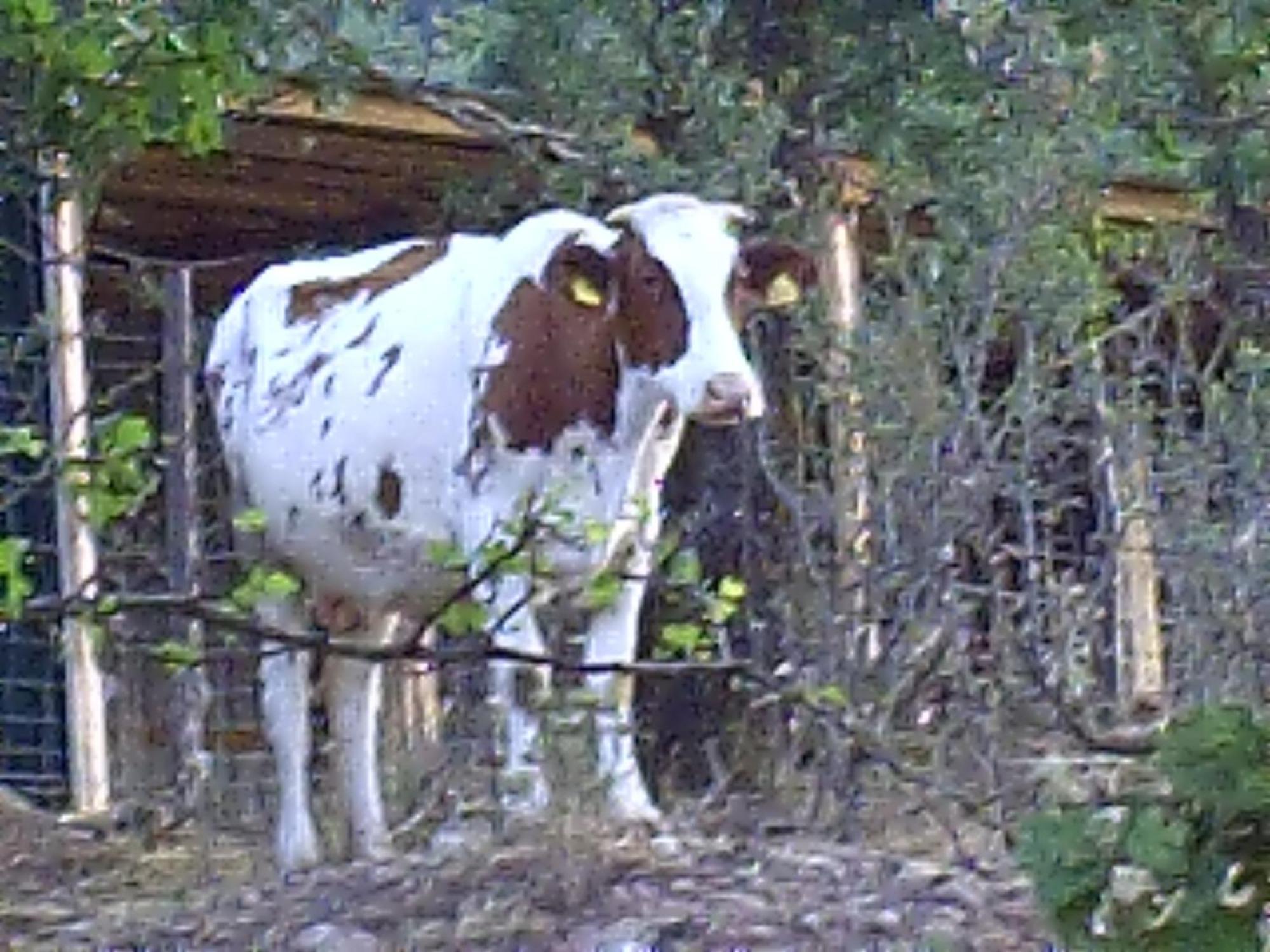 San Pietro Gangi