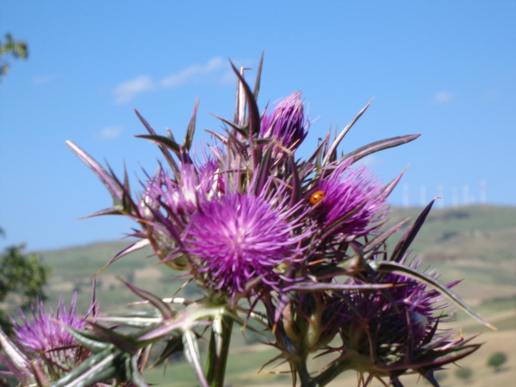 Farm stay San Pietro *