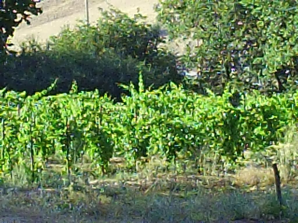 San Pietro