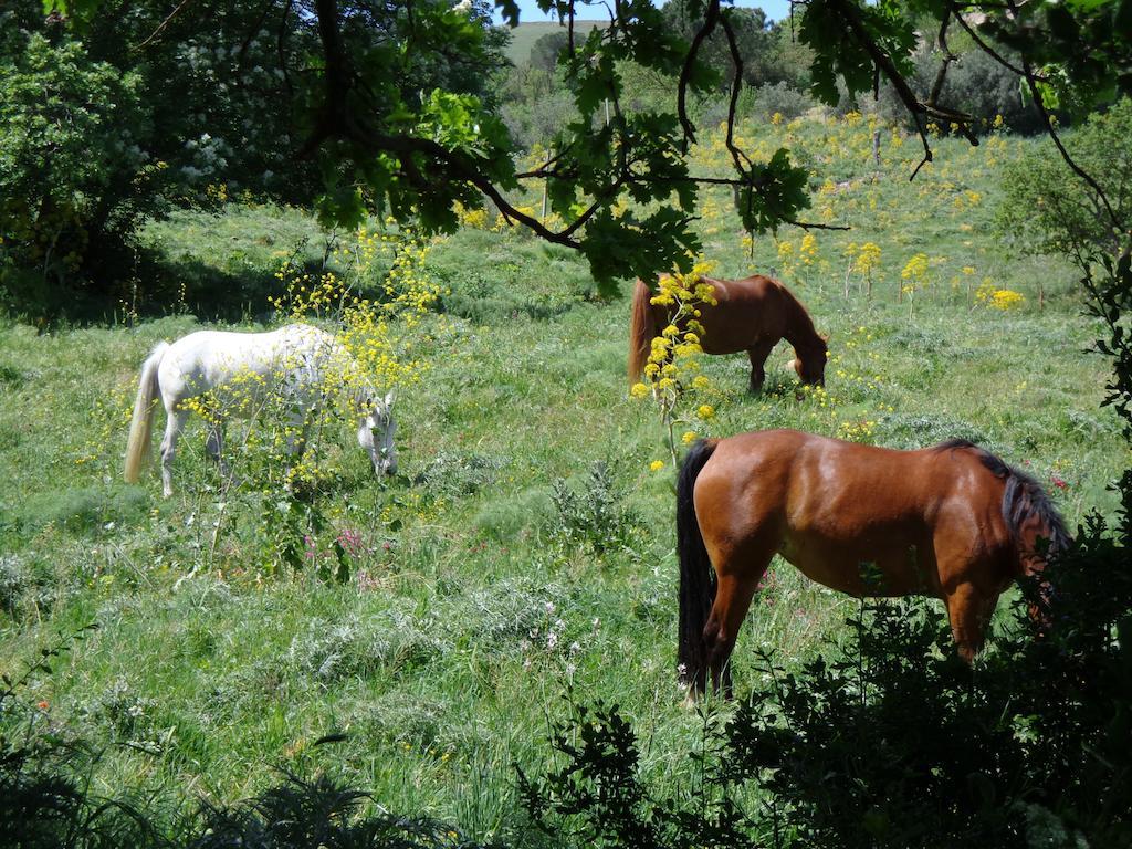 Farm stay San Pietro